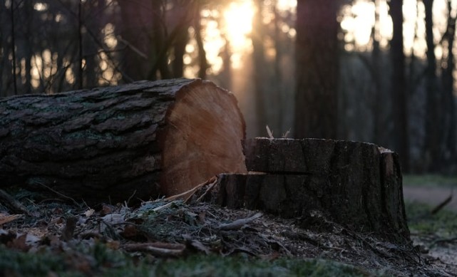 Your safety guide to dealing with a fallen tree